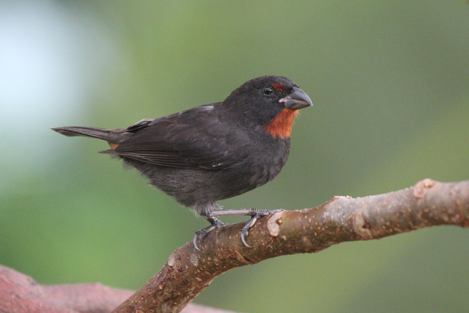 image Lesser Antillean Bullfinch